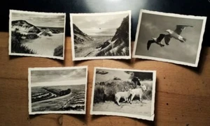 Sylt - Dünen Bild Hindenburgdamm - Möwen - Strand - Schaf & Lämmer / 5x Foto - Picture 1 of 1