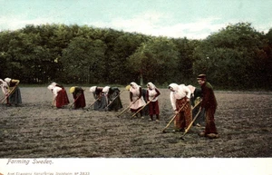 Landwirtschaft Schweden um 1906 alte Postkarte - Bild 1 von 2