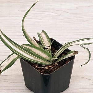 House Plant - Chlorophytum Comosum : Spider Plant - In 2" Pot - Picture 1 of 2