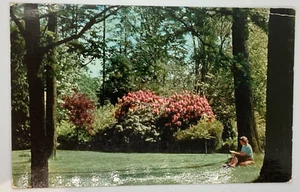 Postcard Victoria BC Beacon Hill Park Rhododendron plants 1956 I181 - Picture 1 of 2