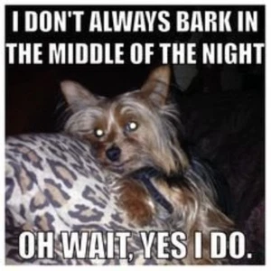 Yorkie refrigerator magnet 3 1/2 x 3 1/2 - Picture 1 of 1