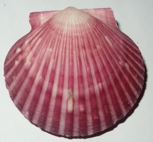 Argopecten irradians PECTINIDAE - Chinese Sea Shell -- 56.2mm - #7243 - Picture 1 of 2