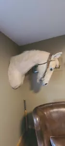 Horse taxidermy mount New Fresh Gorgeous - Picture 1 of 4