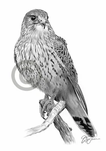 KESTREL Bleistiftzeichnung Kunstdruck A4 / A3 signiert Kunstwerk Greifvogel - Bild 1 von 1