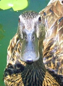 Foto gedruckt auf Leinwand Ente - Bild 1 von 1