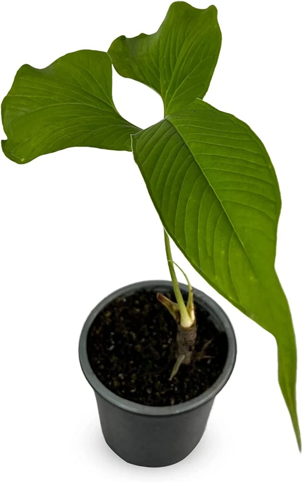 Anthurium draconopterum by LEAL PLANTS ECUADOR |Green Live House Plant - Image 1 of 4
