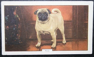 PUG Vintage 1938 Illustrated Dog Card EE20MS - Picture 1 of 2