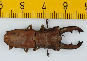 BEETLE - LUCANIDAE - Cyclommatus incognitus (37mm) - MALAYSIA - 9845 - Picture 1 of 1