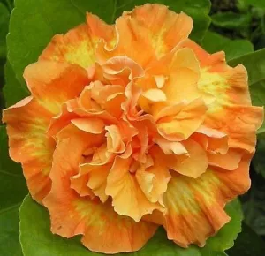 20 Double Yellow Orange Hibiscus Seeds Flowers Flower Seed Perennial Bloom 476 - Picture 1 of 12