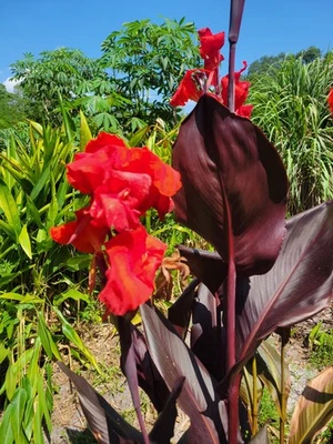 3 Tropicana 黑色 Canna Lily Rhizome 灯泡 红色 Blooms So Easy Fast Grower — 第 1/4 张图片