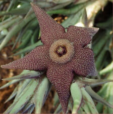 Orbea tapscotii ,large cluster , Phyto available