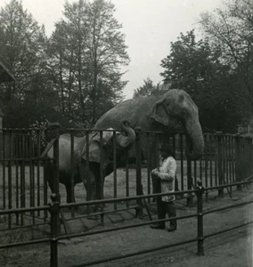 Germany Hamburg Zoological Garden Elephant Old NPG Stereoview Photo 1900 - Foto 1 di 3