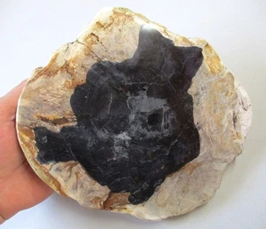 fossiles versteinertes Holz - Palme - 22 cm Scheibe poliert + Java, Indonesien - Picture 1 of 3
