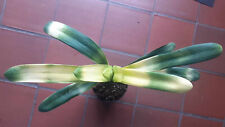 Clivia variegated leafspan 50 cm !! Adult plant well rooted. No bud yet.