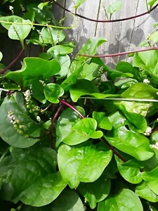 70+ Organic Red  Stem Malabar Spinach Alugbati Mong Toi Poi Sang Ceylon seedsS - Picture 1 of 3