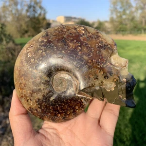 330 g natürlicher Ammonit Fossil Muschel Quarz geschnitzt Kristall Schädel Heilung.X5136 - Bild 1 von 12