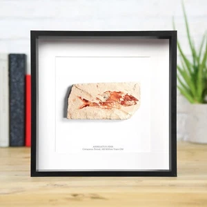Armigatus Fish Box Frame Real Dinosaur Fossil Home Decor Interior Design Gift - Imagen 1 de 2