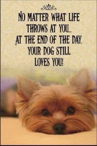 Yorkie refrigerator magnet 3 1/2 x 4 1/2 Made in the USA - Picture 1 of 1