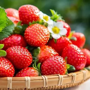 200 pcs Cream Strawberry Seeds - Hardy Perennial Herb, Fall & Spring Planting - Picture 1 of 11