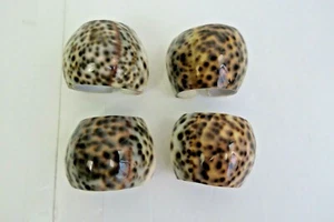 Napkin Rings Real Seashells (4) White w/ Brown Specks Approx. 1.5''X 2'' Dining - Picture 1 of 8