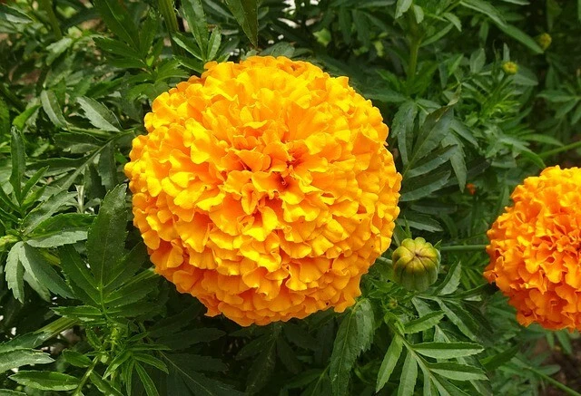 30 Semillas Tagete Gigante Pompon Naranja - Imagen 1 de 1