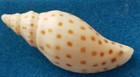 Scaphella Robusta Marionae 54 mm Volutidae Super Specimen Very Rare USA ⭐⭐⭐