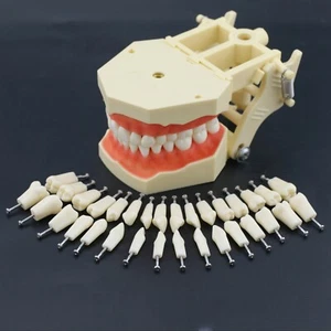 Tipodonte dental tipo AG3 modelo estándar restaurador 32 piezas dientes extraíbles - Imagen 1 de 60