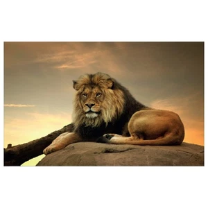 WG026 Löwe bedrucktes Wandtattoo Vinyl verschiedene Größen - Bild 1 von 1