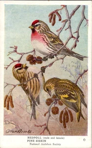 Vintage Audubon Bird Card by ALLAN BROOKS 1950s Pedpoll Pine Siskin #30 - Foto 1 di 2
