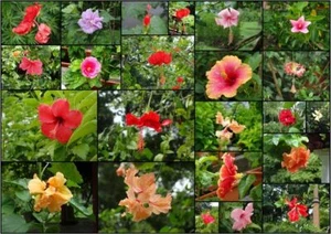 MIX SEMI IBISCO - HIBISCUS MIXED COLOURS AND FORMS, 20 semi con OMAGGIO - Foto 1 di 3