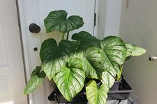 Philodendron mamei (plowmanii hybrid) 1 Plant Live in Garden