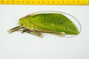 GIANT MALAYSIAN KATYDID - Macrolyristes corporalis ssp ? (M) - MALAYSIA - 9879 - Picture 1 of 1
