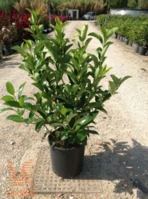 VIVAIO DI CASTELLETTO Viburno lucido "Viburnum lucidum" pianta da siepe in vaso ø8 cm