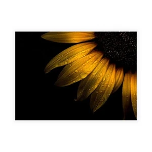 Stampa su Tela su Carta Poster o Quadro Carson Brian Sunflower Detail II - Imagen 1 de 2