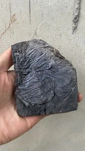 Unikat versteinerte Seelose Protolith Fossil - Bild 1 von 3