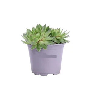 Semprevivi (Sempervivum) 1 Piantina in Vaso | Pianta Grassa Resiliente Colorata - Picture 1 of 1