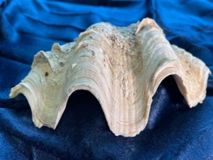 Natural Clam Shell, Tridacna Gigas, 2 lb 10 oz, 9.5 x 5.75, unaltered, vtg harv - Picture 1 of 11