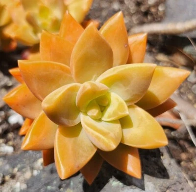 Hawaiian Alpenglow Vera Higgins Succulent Plant  Graptosedum 3.5" Rooted Orange - Image 1 of 3