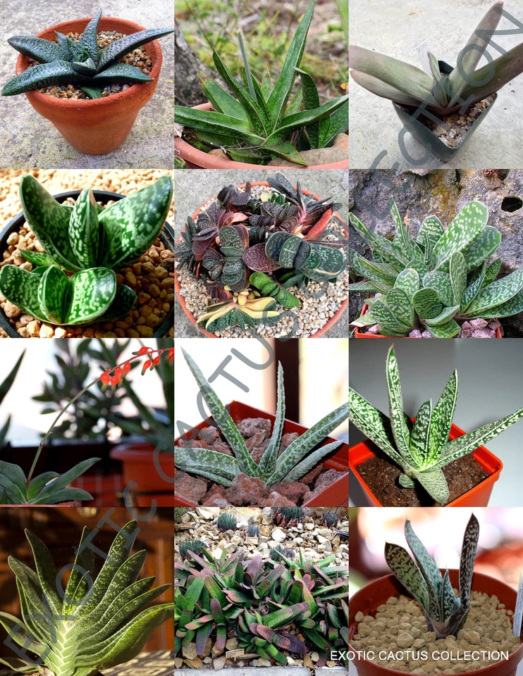  MEZCLA DE GASTERIA RARA piedras vivas planta exótica flor de cactus suculentas -10 semillas Foto 1 de 1