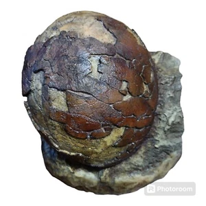 Titanosaur (Sauropod) Egg Fossil Cast Replica- Dinosaurs-Paleontology - Picture 1 of 2