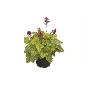 Heuchera 'Tokio' - Campanilla púrpura de hojas verdes, Heuchera villosa 'Tokio', en To - Imagen 1 de 1