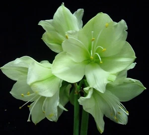 @ (◕‿◕)\\@  Amaryllis Hippeastrum Ritterstern " Luna " - Bild 1 von 1