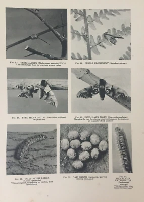 Antique 1931 Print – Eye Hawk Moth Goat Moth Larva Insects – Nature at Night - Image 1 of 4