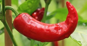 30 SEMILLAS PIMIENTO DE LA VERA PICANTE CHILE SEED CHILI TODOS - Imagen 1 de 8