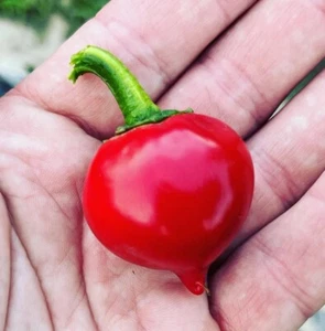 Tondo Round Calabrian Italian Picante Calabrese Spicy Pepper of Calabria Premium - Picture 1 of 1