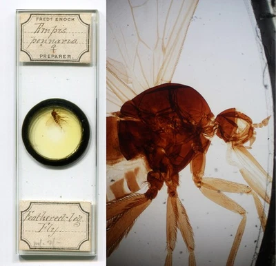 Diapositiva microscopio Fred Enock Insecto entero Empis pennaria Foto 1 de 4