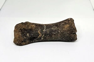 FOSSIL Genuine Ice Age North Sea Fossil Woolly Rhino Rhinoceros Toe Bone - Foto 1 di 6