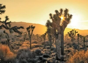 Postal JOSHUA TREE PUESTA DE SOL - 3D Lenticular - Imagen 1 de 1