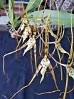 Brassia Caudate Orchid Plant + Phyto Certificate