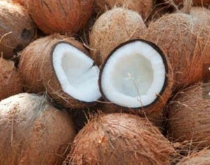Gereifte Kokosnuss Früchte X3 - Bild 1 von 1